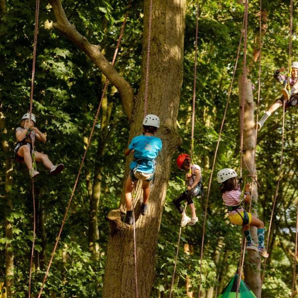 tree climbing